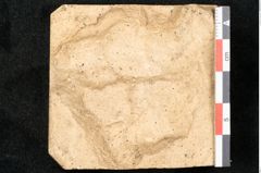 Foto (Detailansicht) von Salix arbuscula L. (NHMW-GEO-2024-0188-11604)